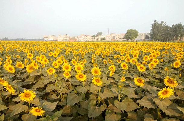 郭小庄村油葵花海基地欢迎您!