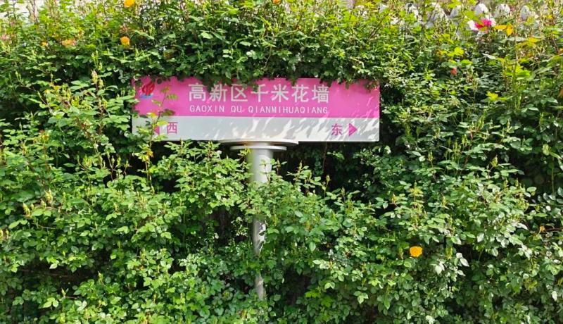 全域花墙静待盛放  墙绘展现宜居画卷∣新乡高新区绿化提质显成效